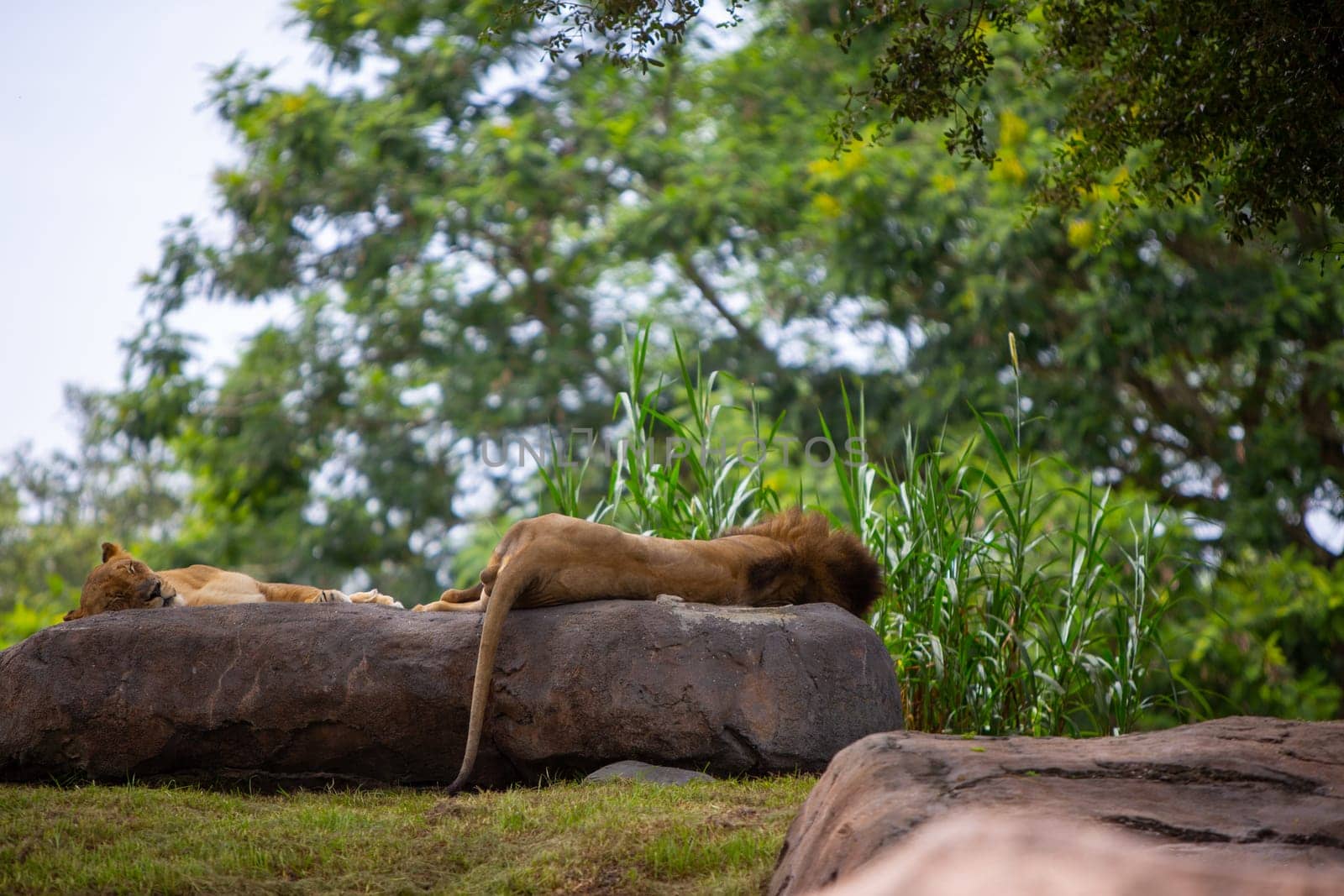 Male and Female Lions by TopCreativePhotography