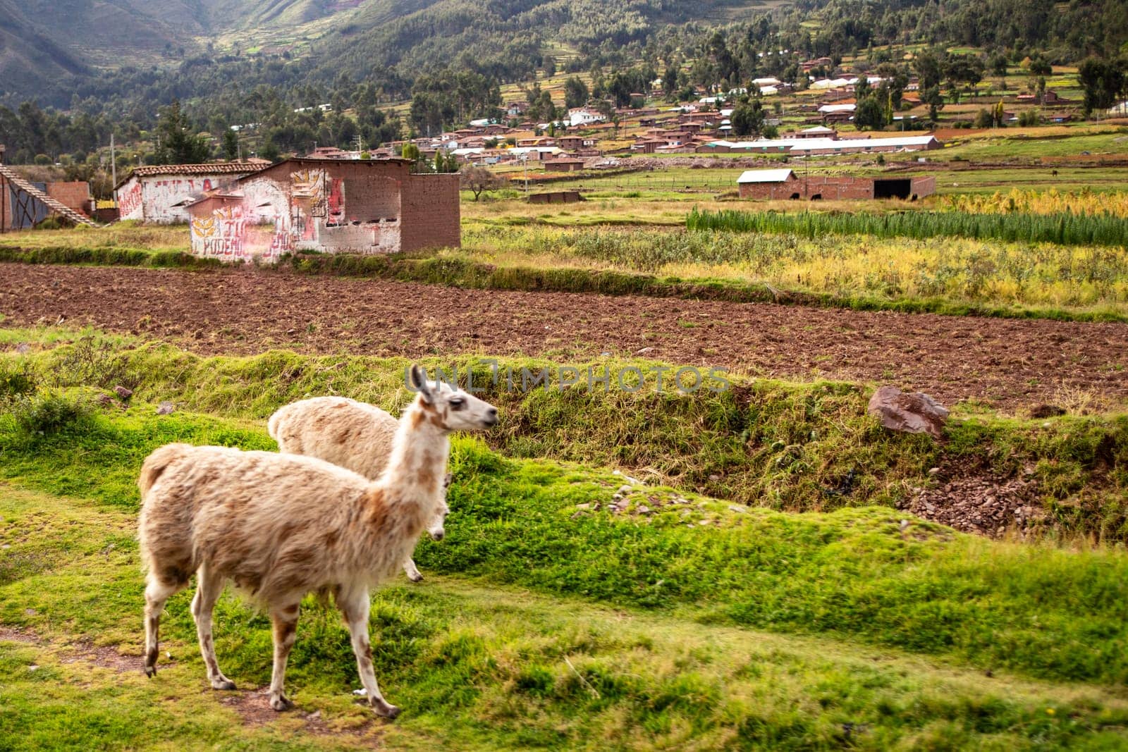 Two Alpacas Grazing in a Peruvian town