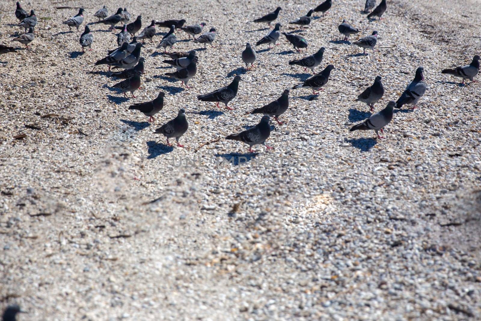 Bunch of Pigeons on the shore of the beach with room for text
