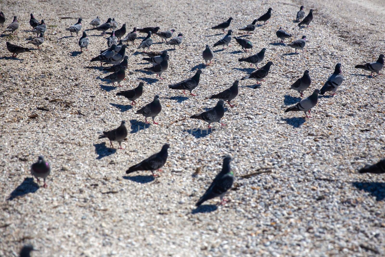 Bunch of Pigeons on the shore of the beach