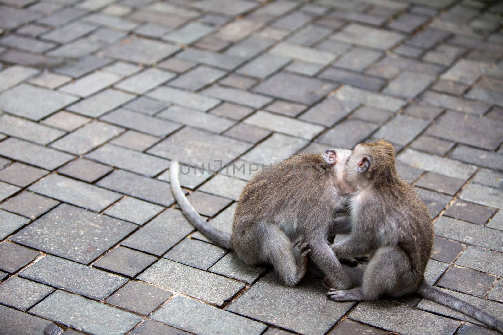 Two adorable wild monkeys showing affection