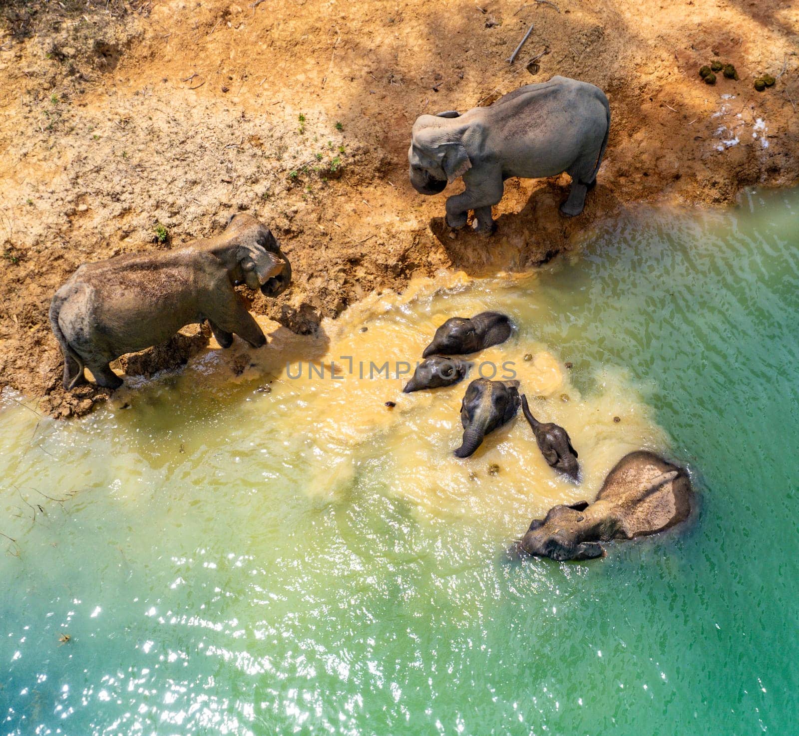 Encounter with a family of wild elephants in Khao Sok national park, on the Cheow lan lake in Surat Thani, Thailand, south east asia