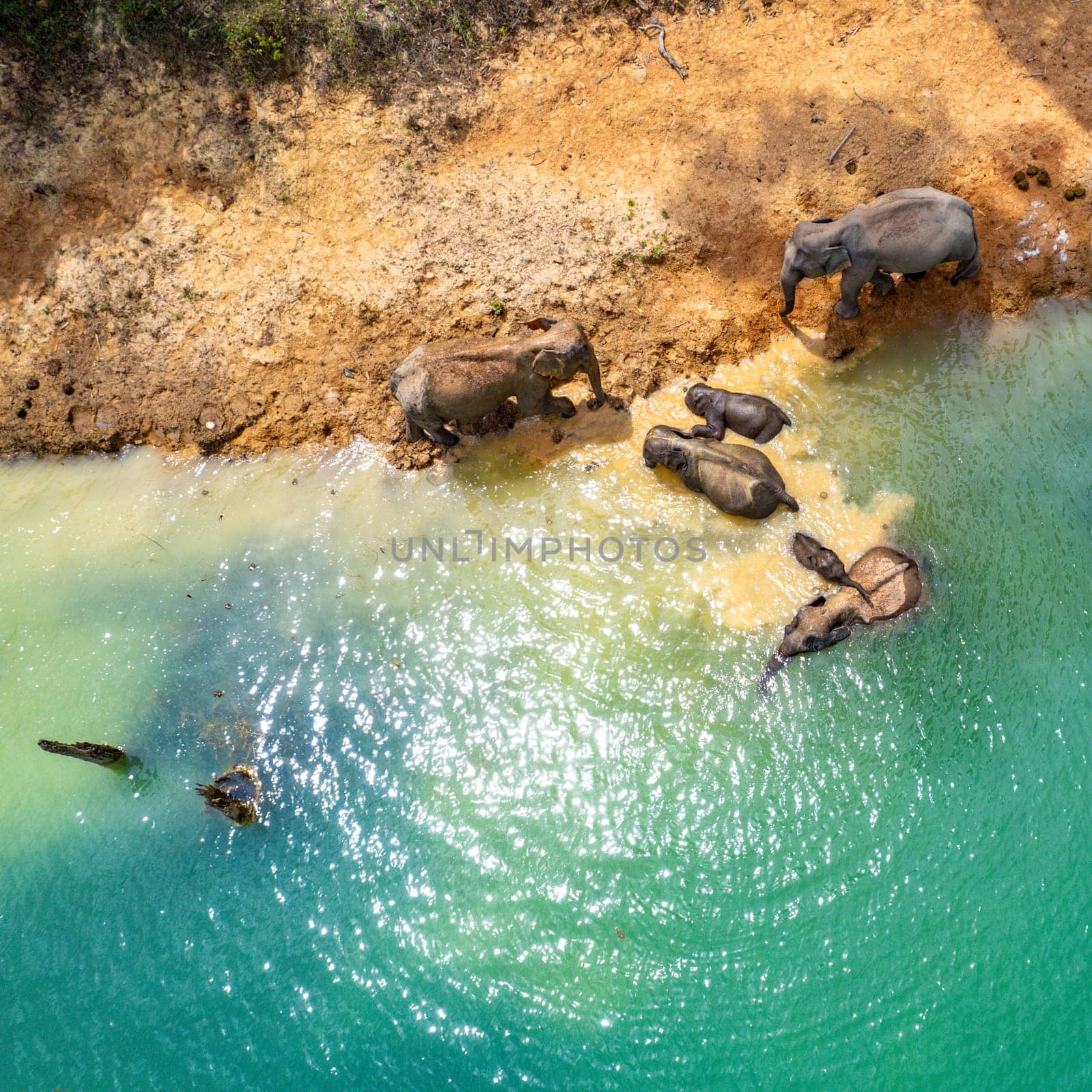 Encounter with a family of wild elephants in Khao Sok national park, on the Cheow lan lake in Surat Thani, Thailand, south east asia