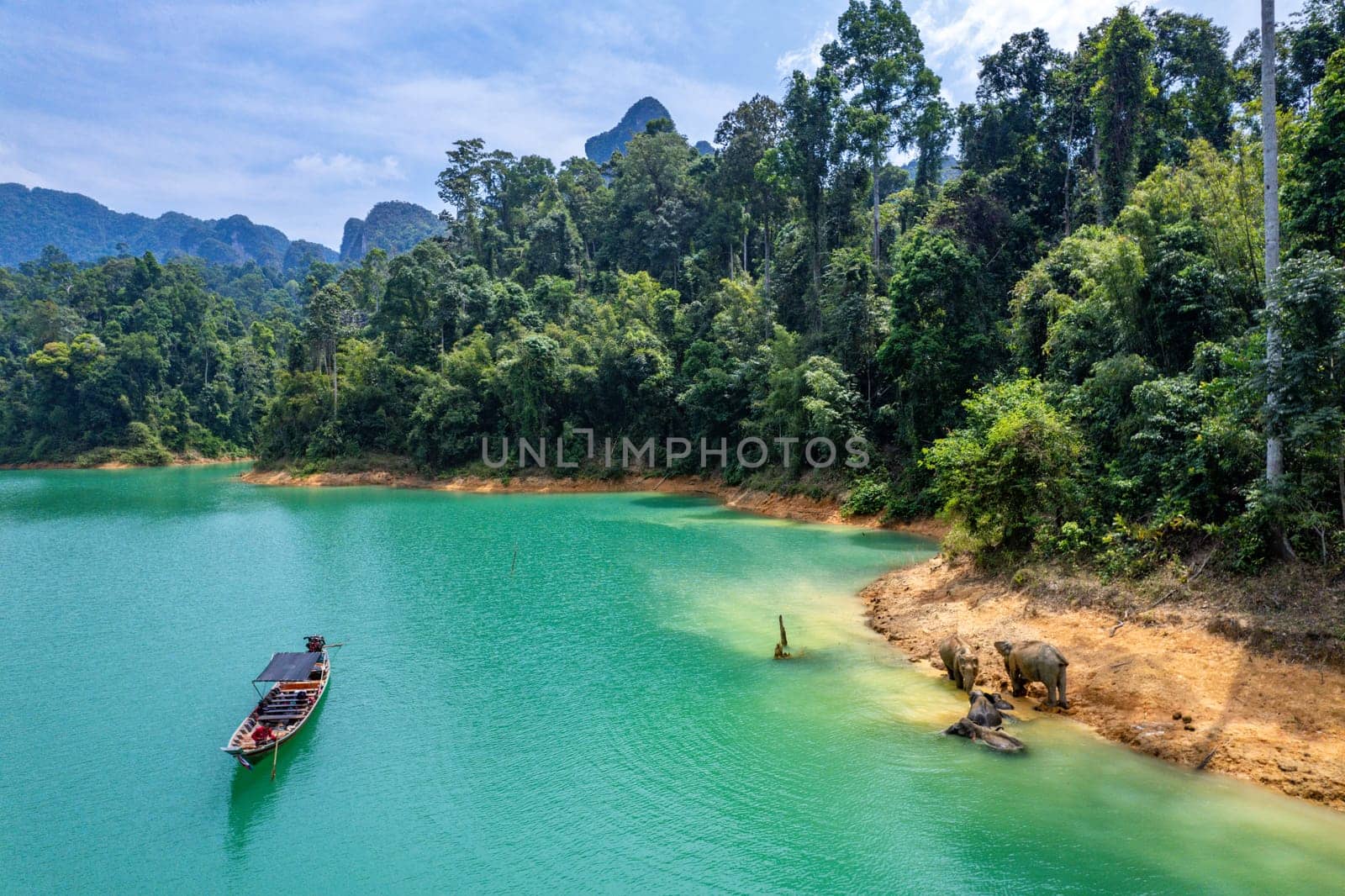 Encounter with a family of wild elephants in Khao Sok national park, on the Cheow lan lake in Surat Thani, Thailand, south east asia