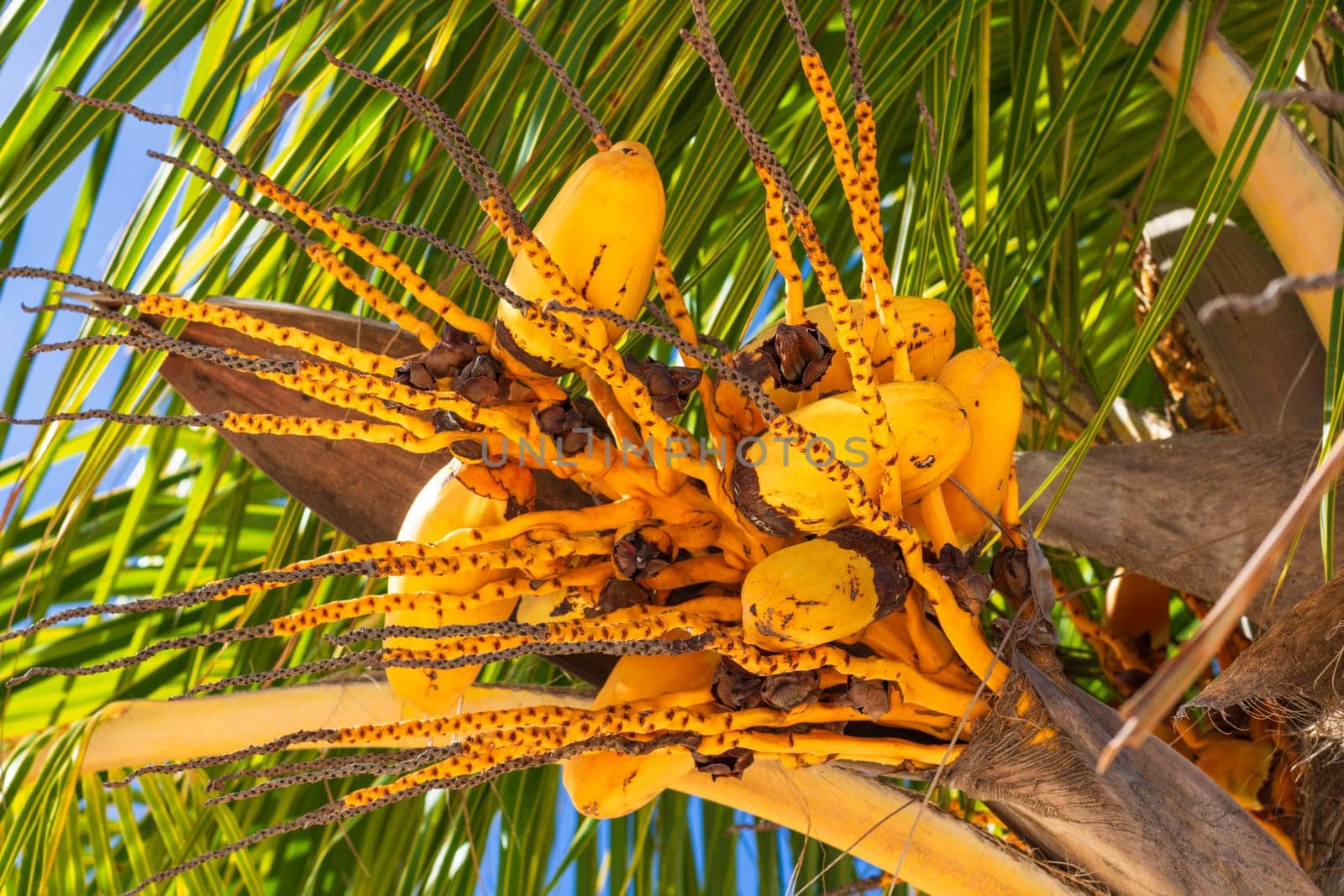 Yellow coconuts on tree by the exotic tropical beach