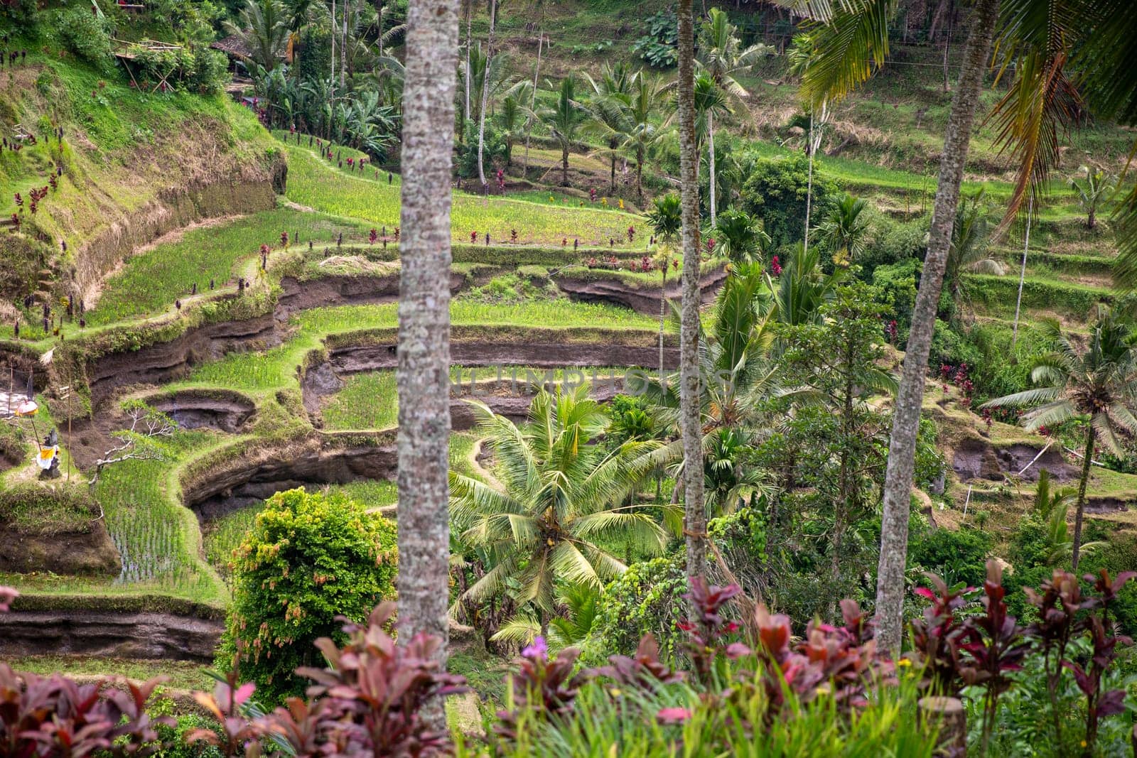 UNESCO rice terraces in Bali, Indonesia
