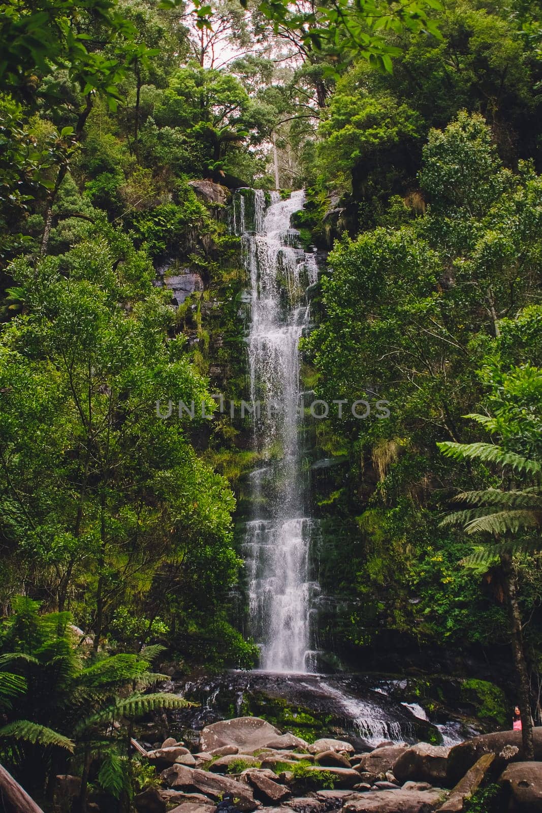 Waterfall in a lush rainforest. Great Otway National Park in Victoria, Australia by mmp1206