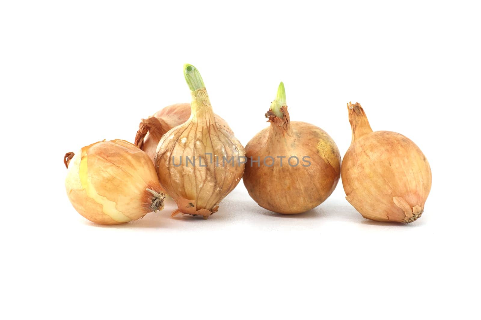 Onion seeds a few seedlings have leaf growth isolated on white background, young onion spring bulbs