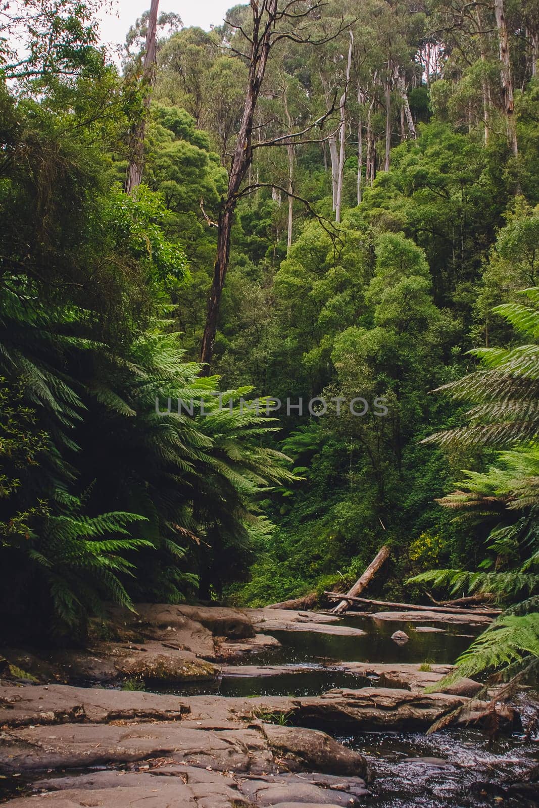 Small creek at magical rainforest in a national park in the heart of fern jungle by mmp1206
