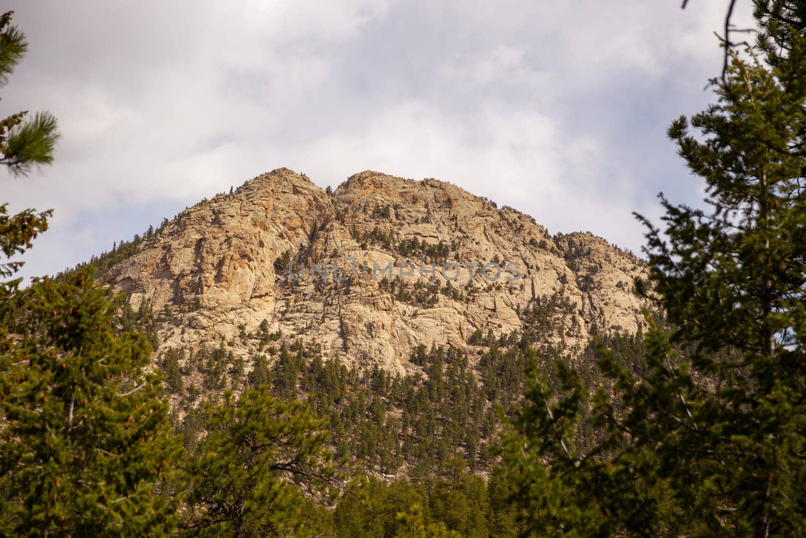 Mountain Peak with a Forest Landscape