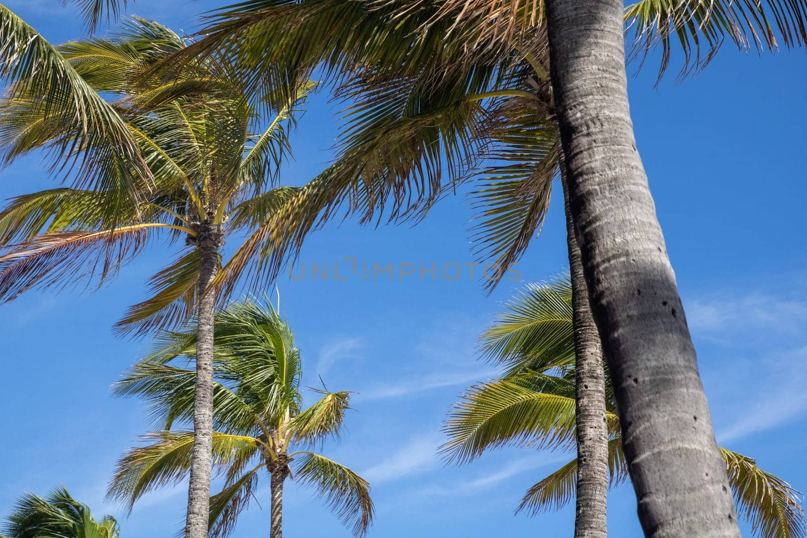 Palm Trees in the Tropical Florida