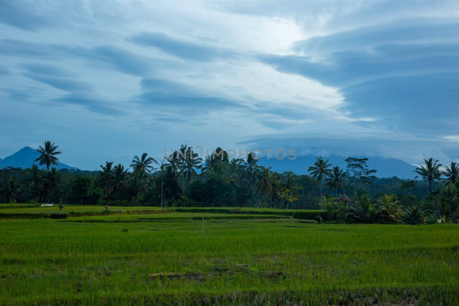 Indonesian Rice Patty in the morning with interesting clouds