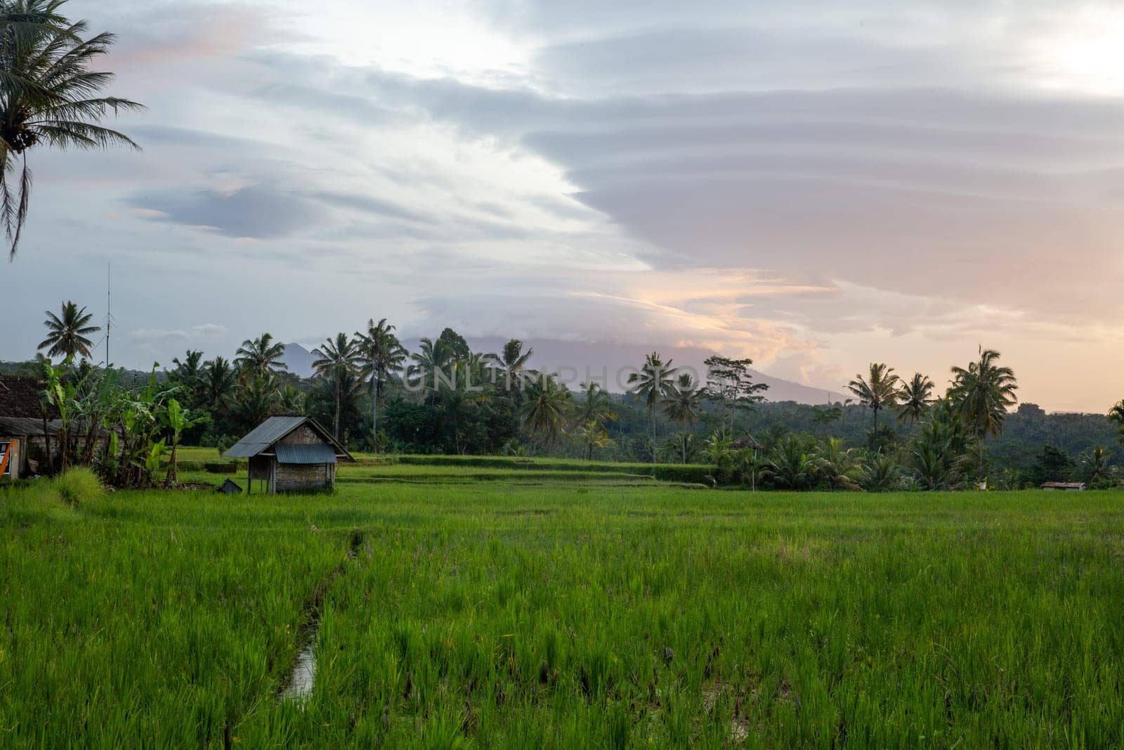Indonesian Rice Patty in the morning with interesting clouds