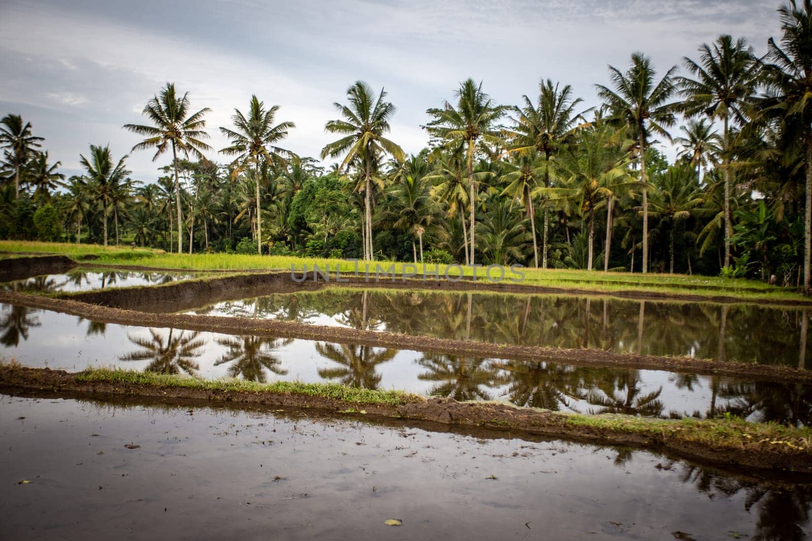 Indonesian Rice Field with Still Water showing Reflections