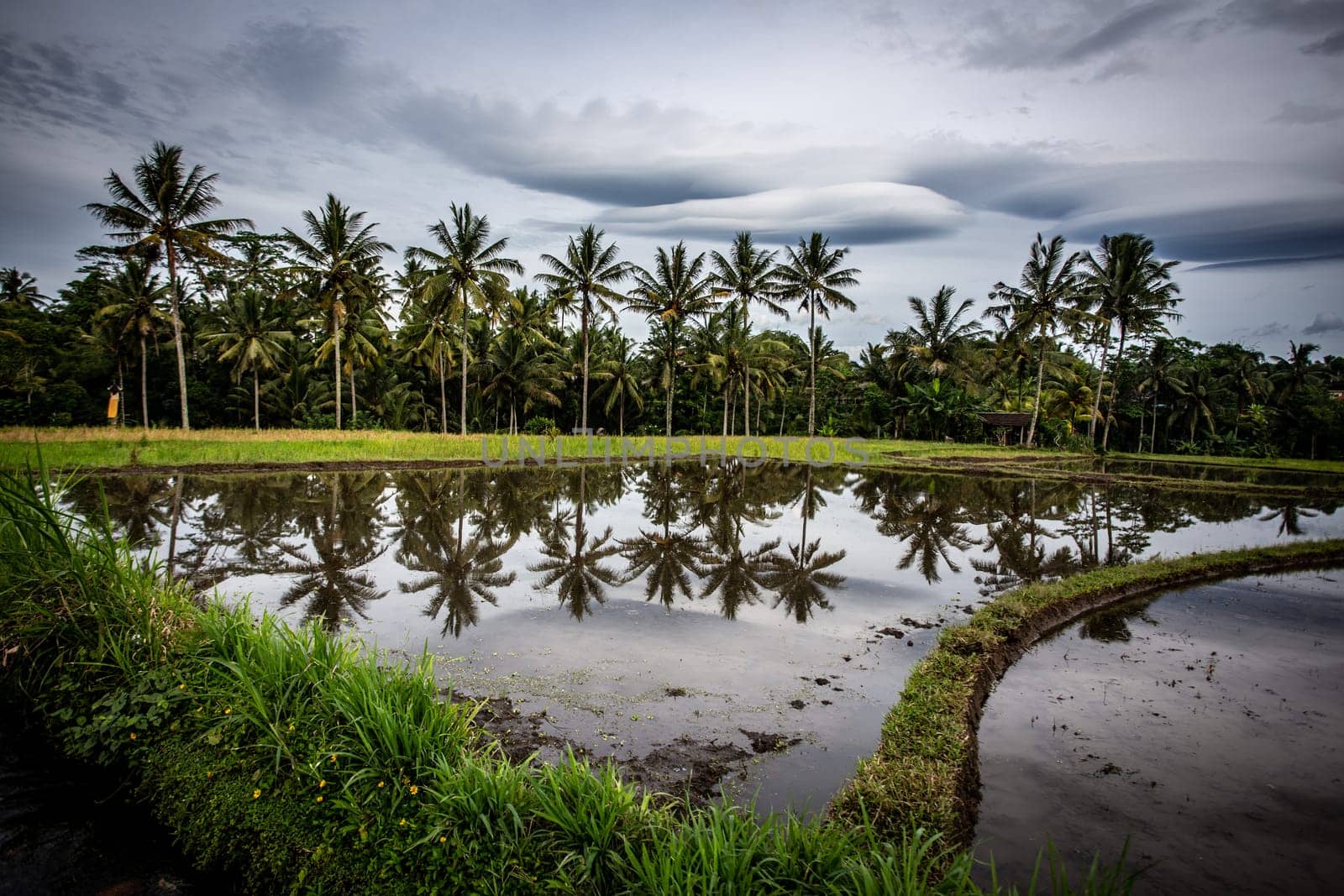Indonesian Rice Field in an overcast day