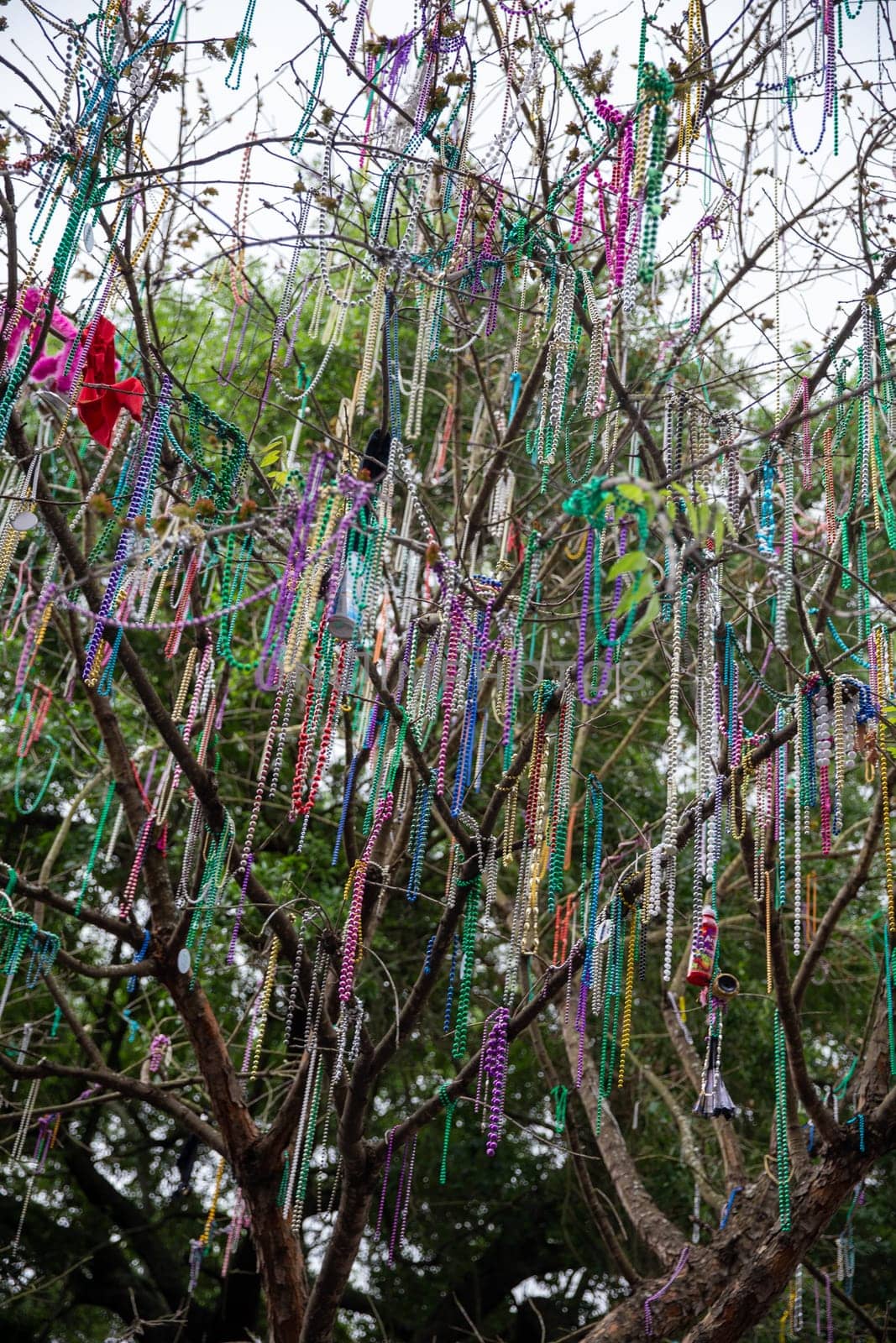 Mardi Gras Beads hanging in a tree