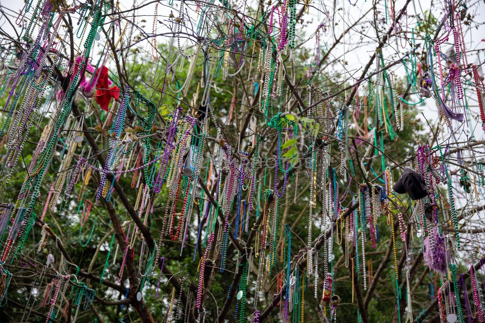 Mardi Gras Beads hanging in a tree