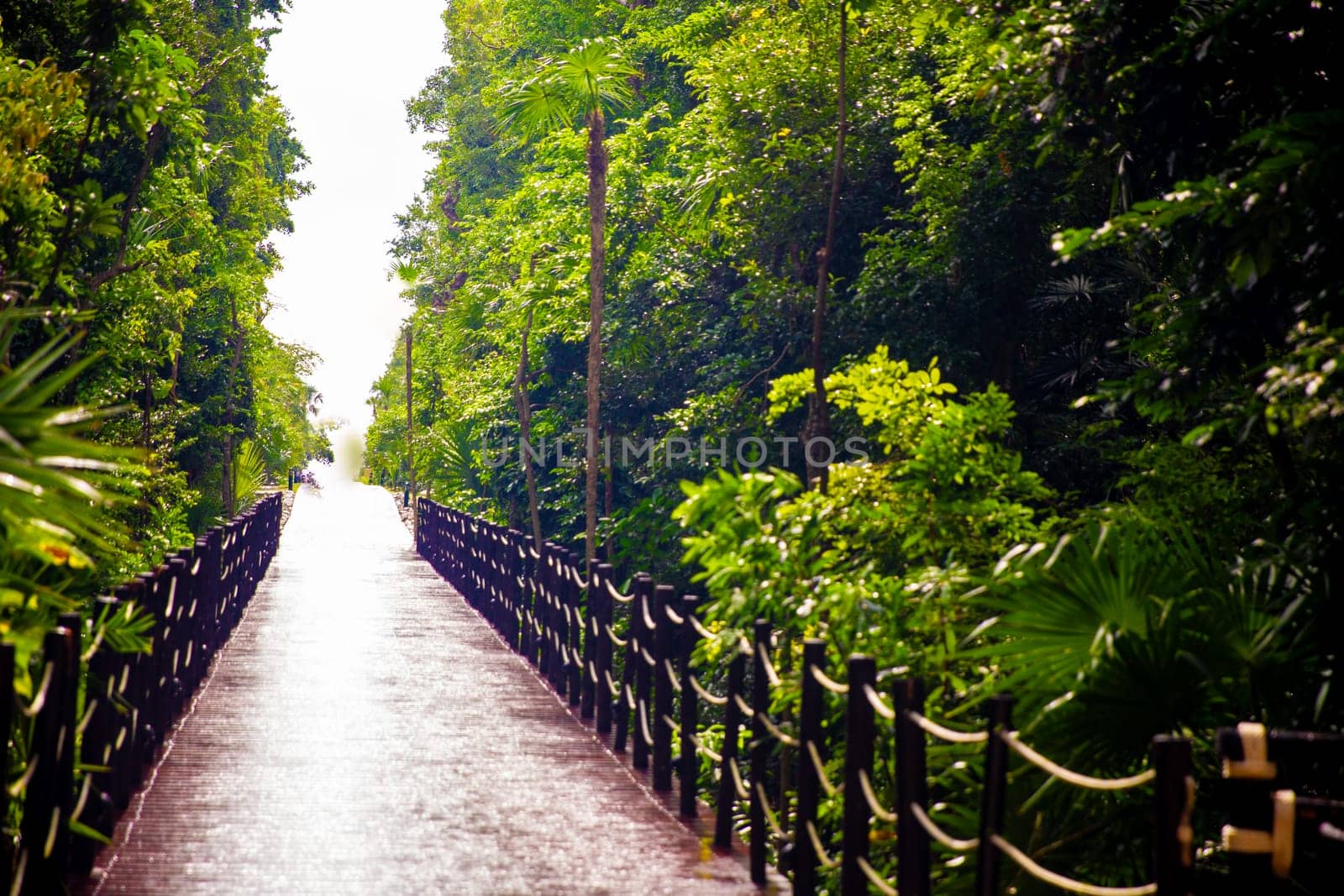 Pathway going through the forest  towards the light