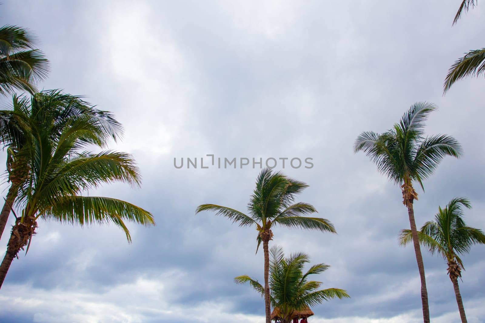 Looking up at Palm Trees in the morning time