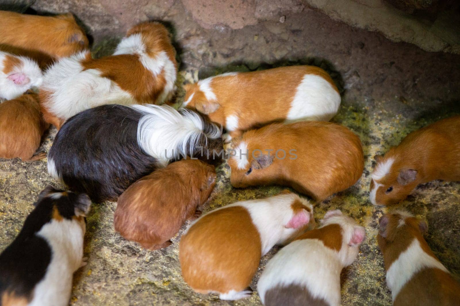 A bunch of guinea pigs or cuy waiting for dinner