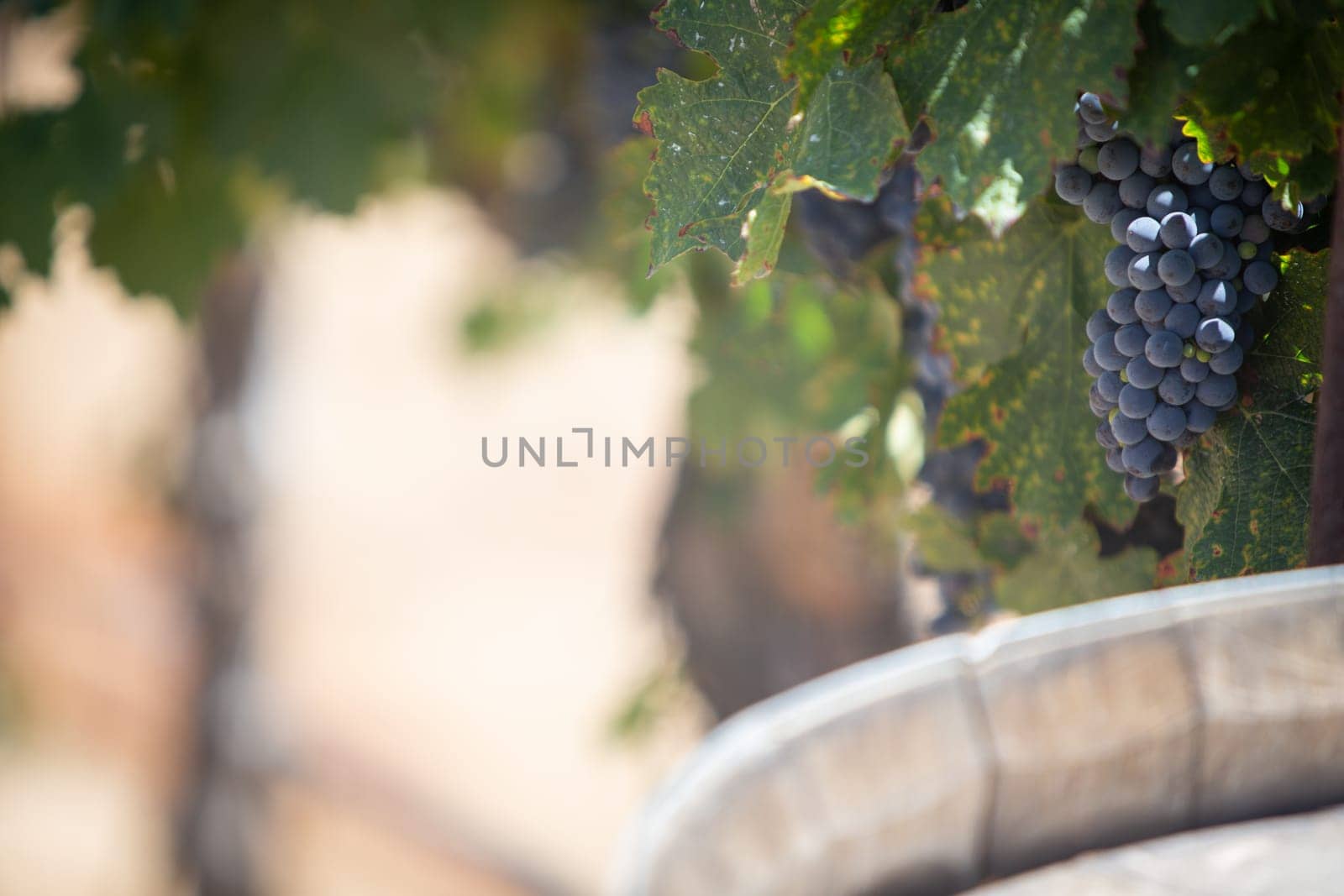 Grapes on a vine with Plenty of room for text