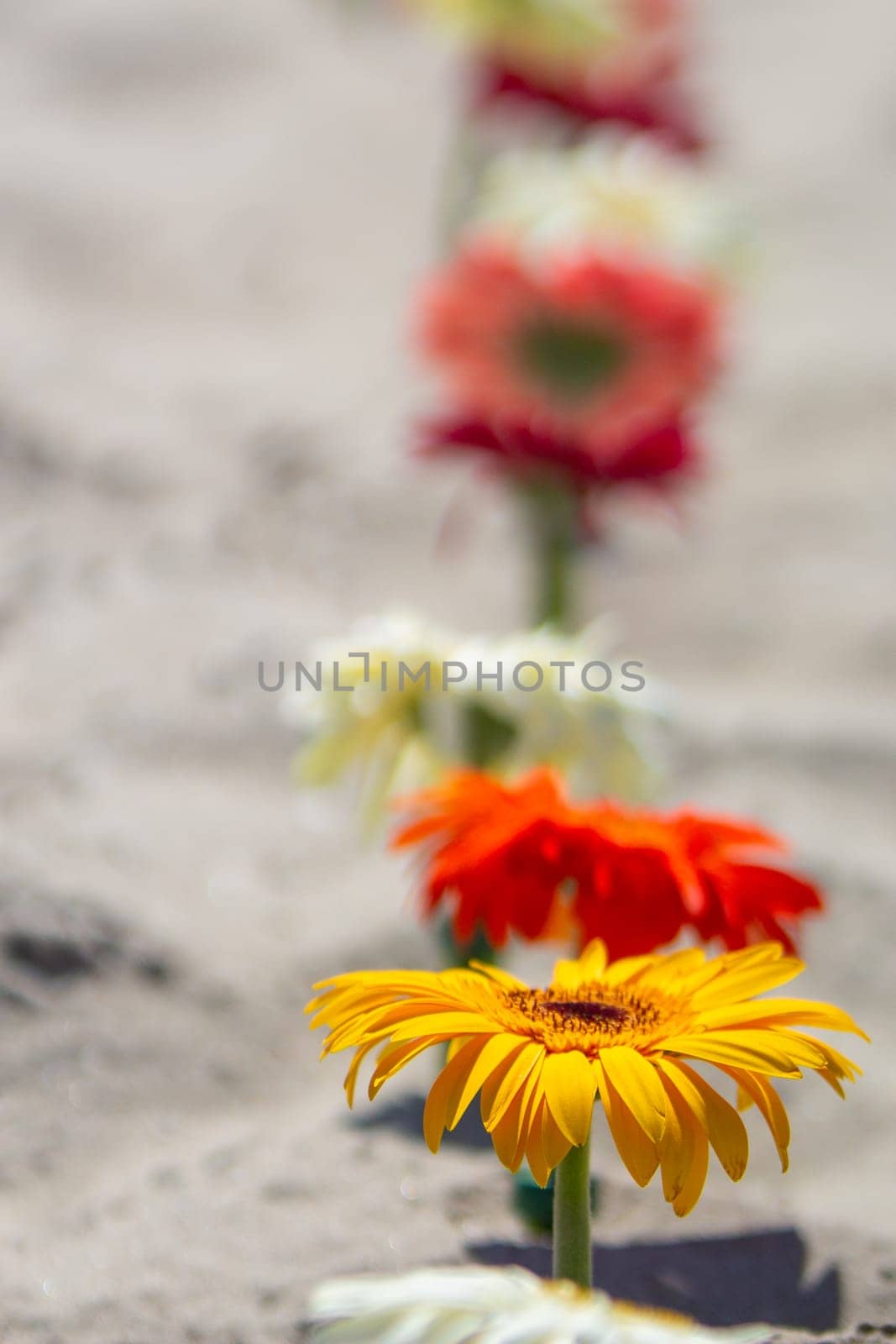 Trail of Daisies as a side border