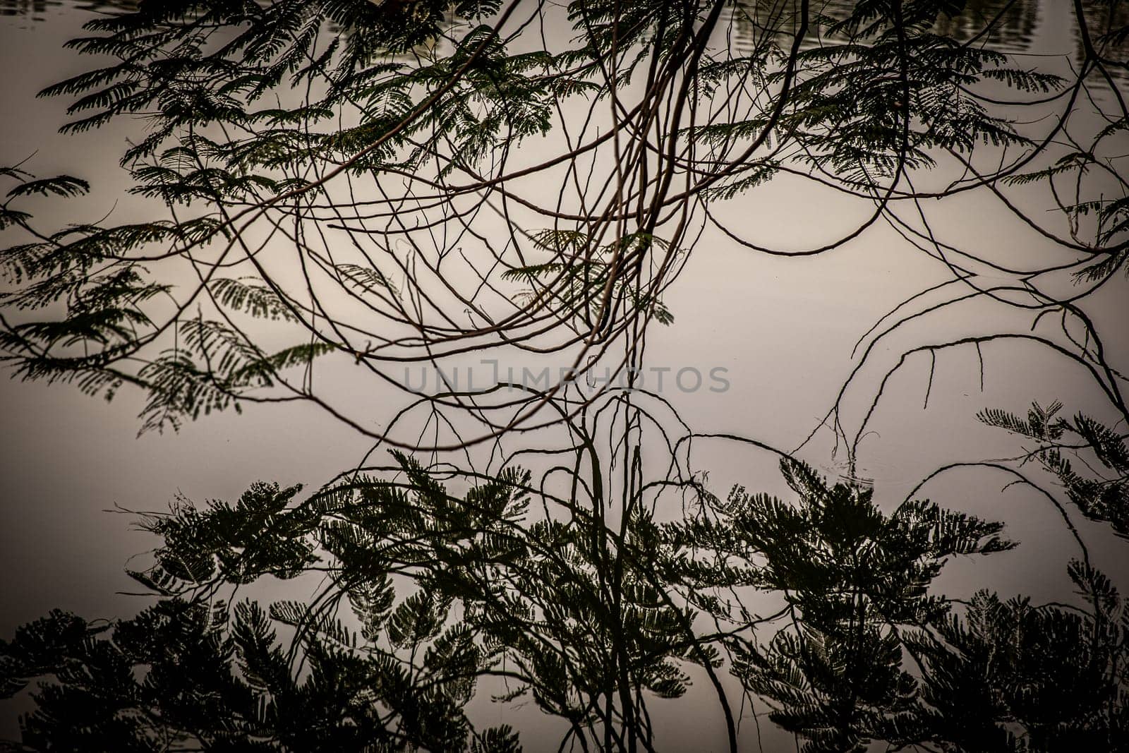 Trees in still water seemingly reflective artistic look