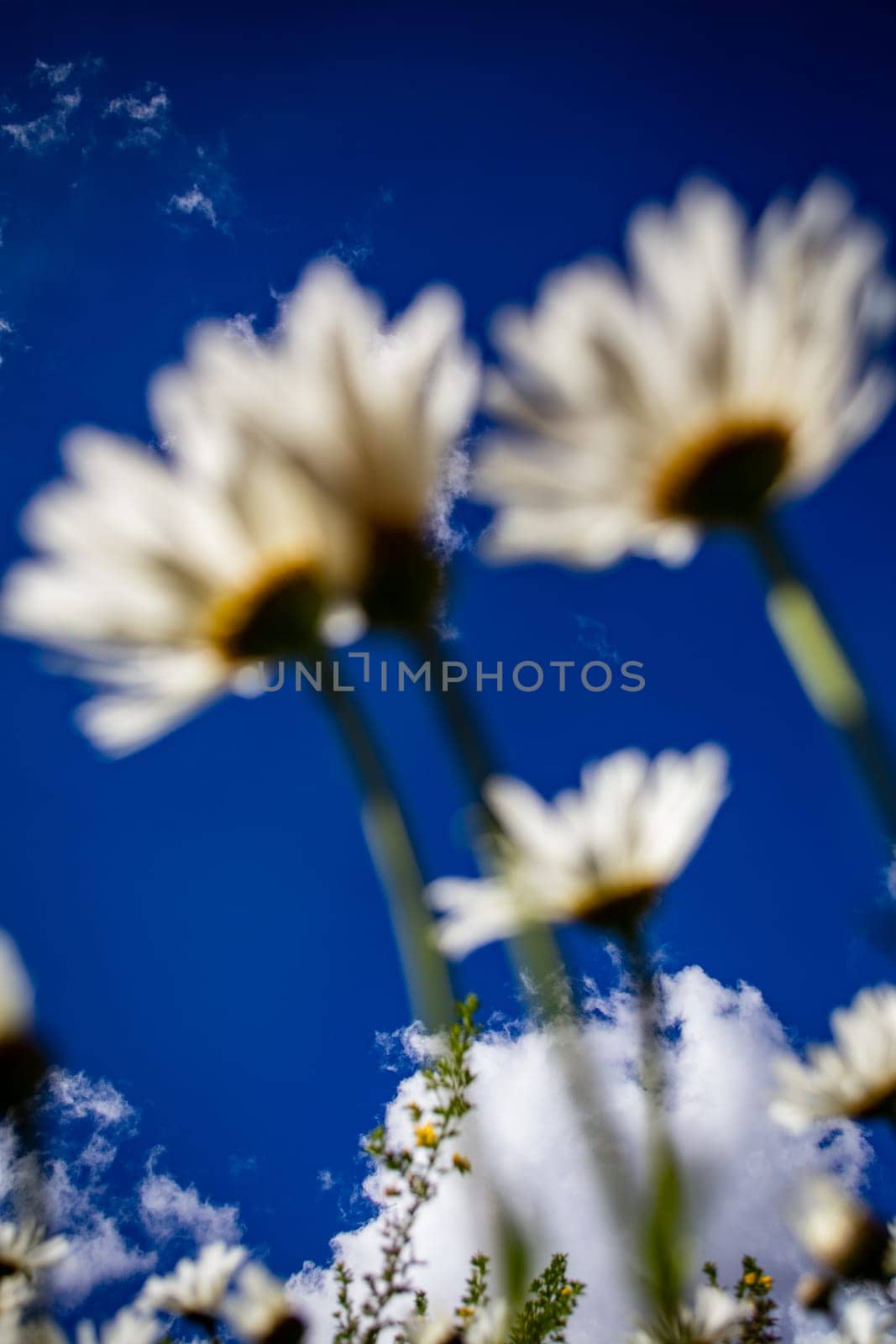 Daisies looking up to the sky. Clouds in focus