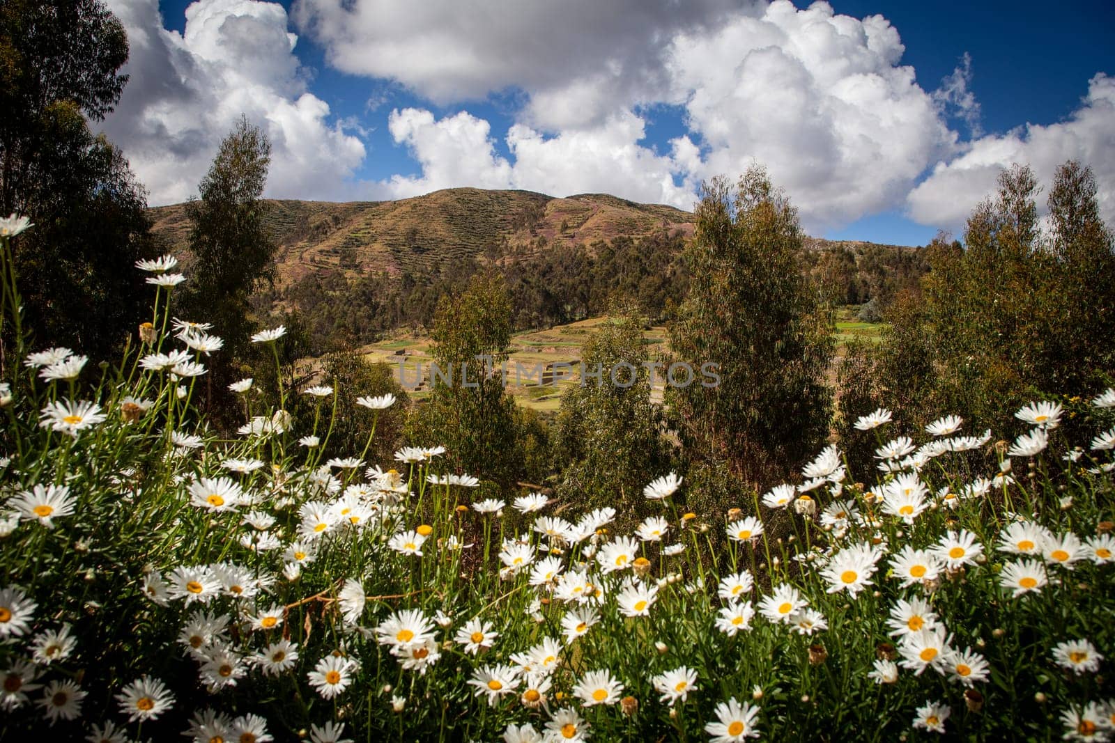 View of Peru ruins through a bed of Daisies