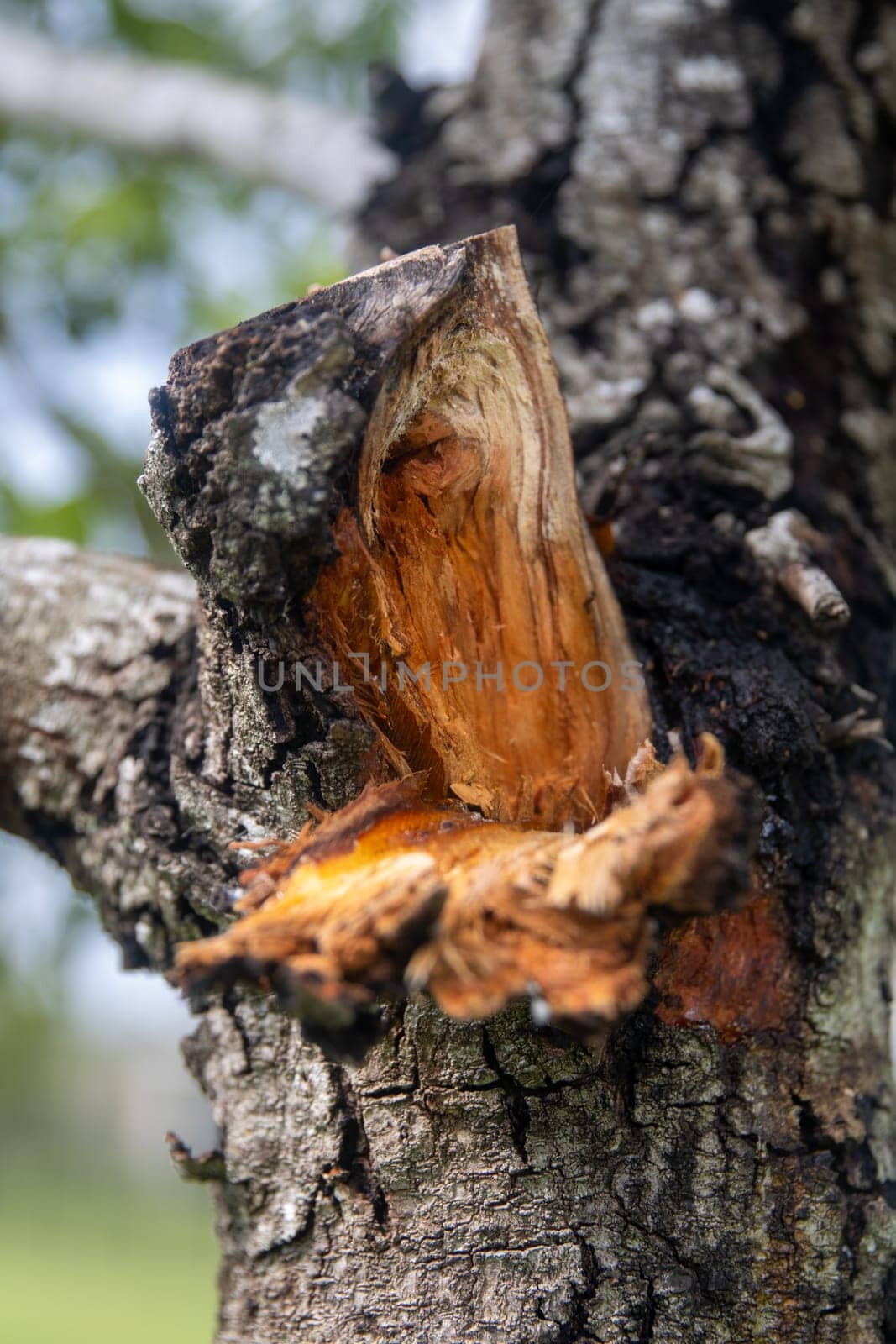 Lightning strucked tree shot close up