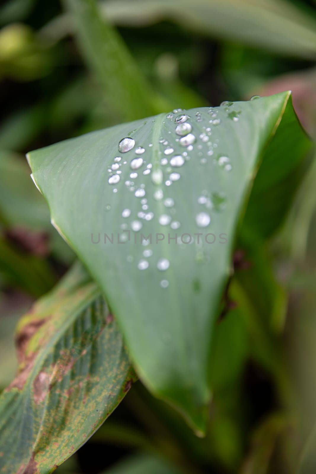 Morning droplets on a leaf in a garden