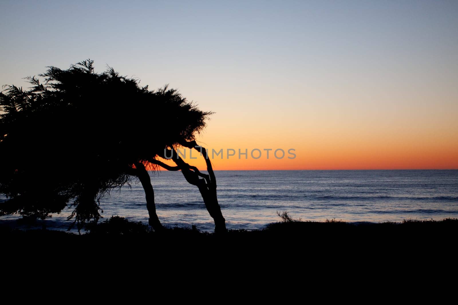 Sunset in with a cypress tree in Cambria, California