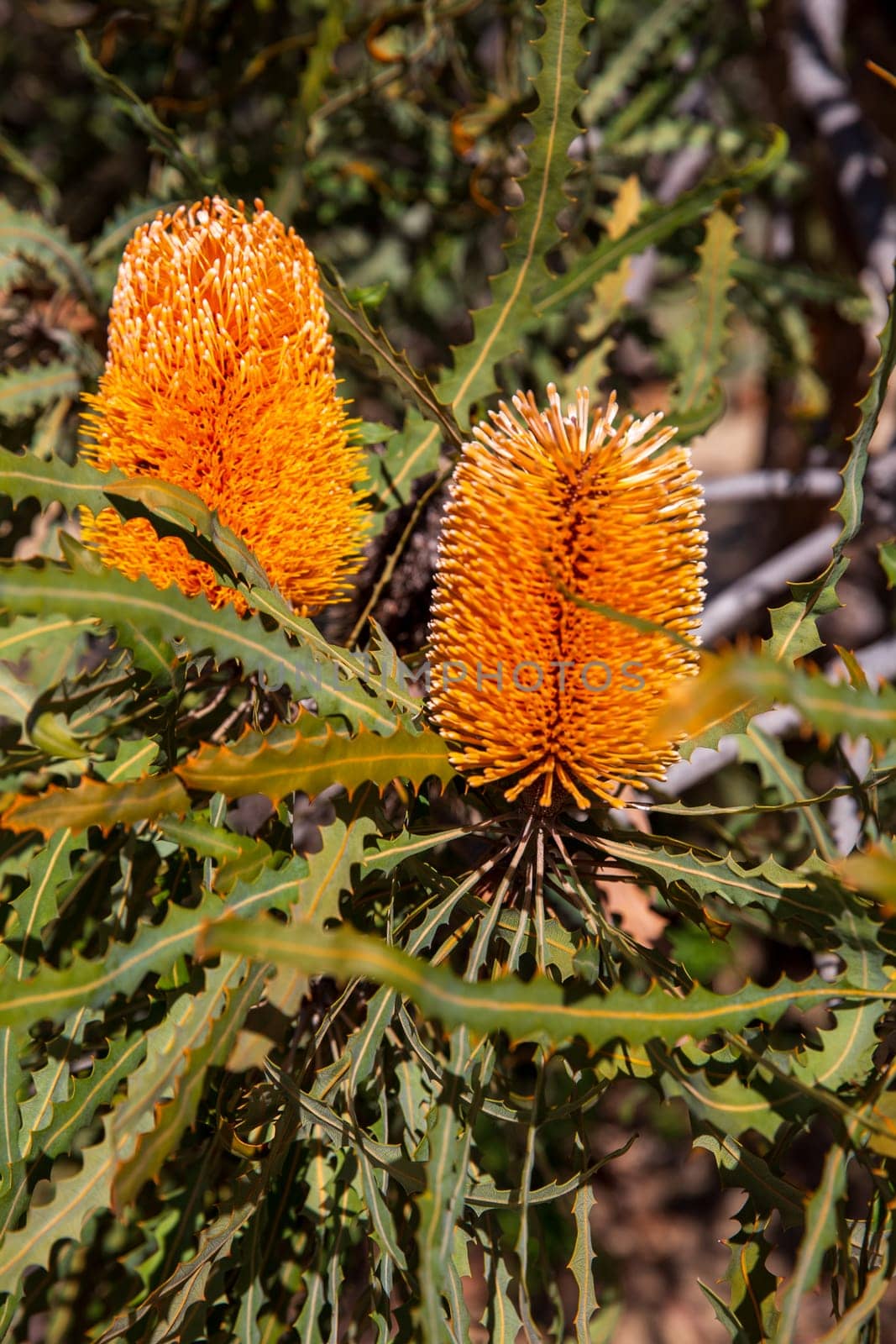 Grevillea "honey Gem" desert plant in a garden