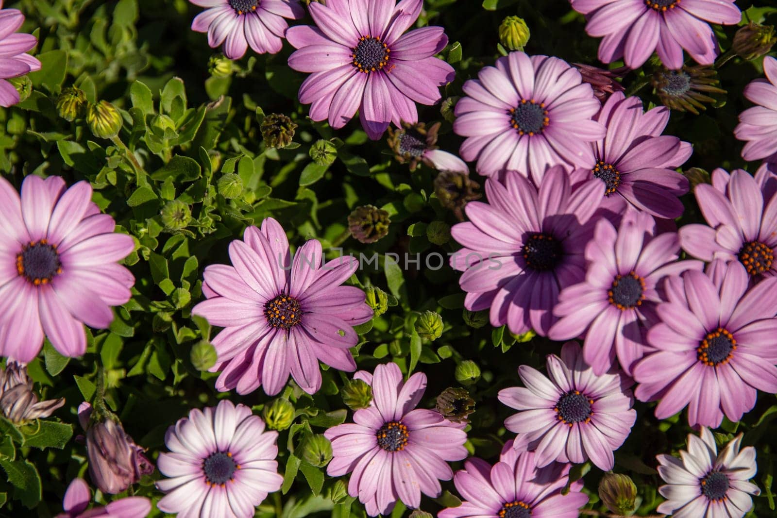 Daisies (Aster sp) bed, close-up