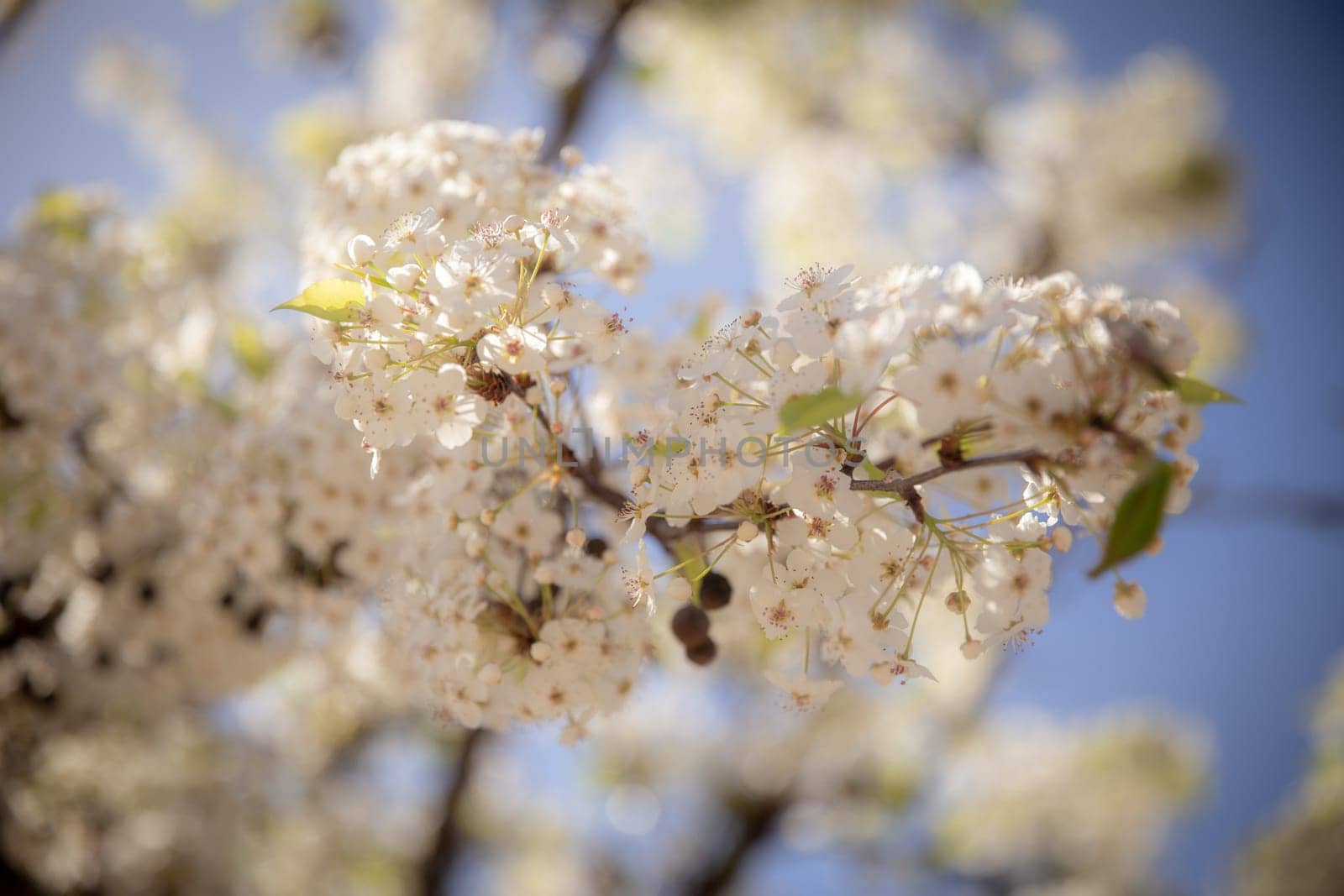 White Cherry Blossoms blooming in the spring