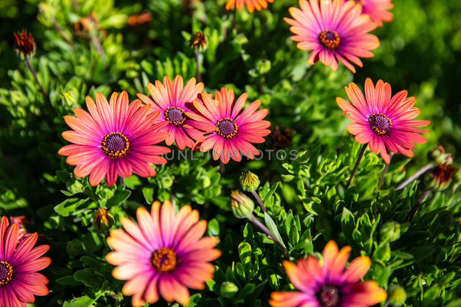Vibrant and bright colored wild daisies