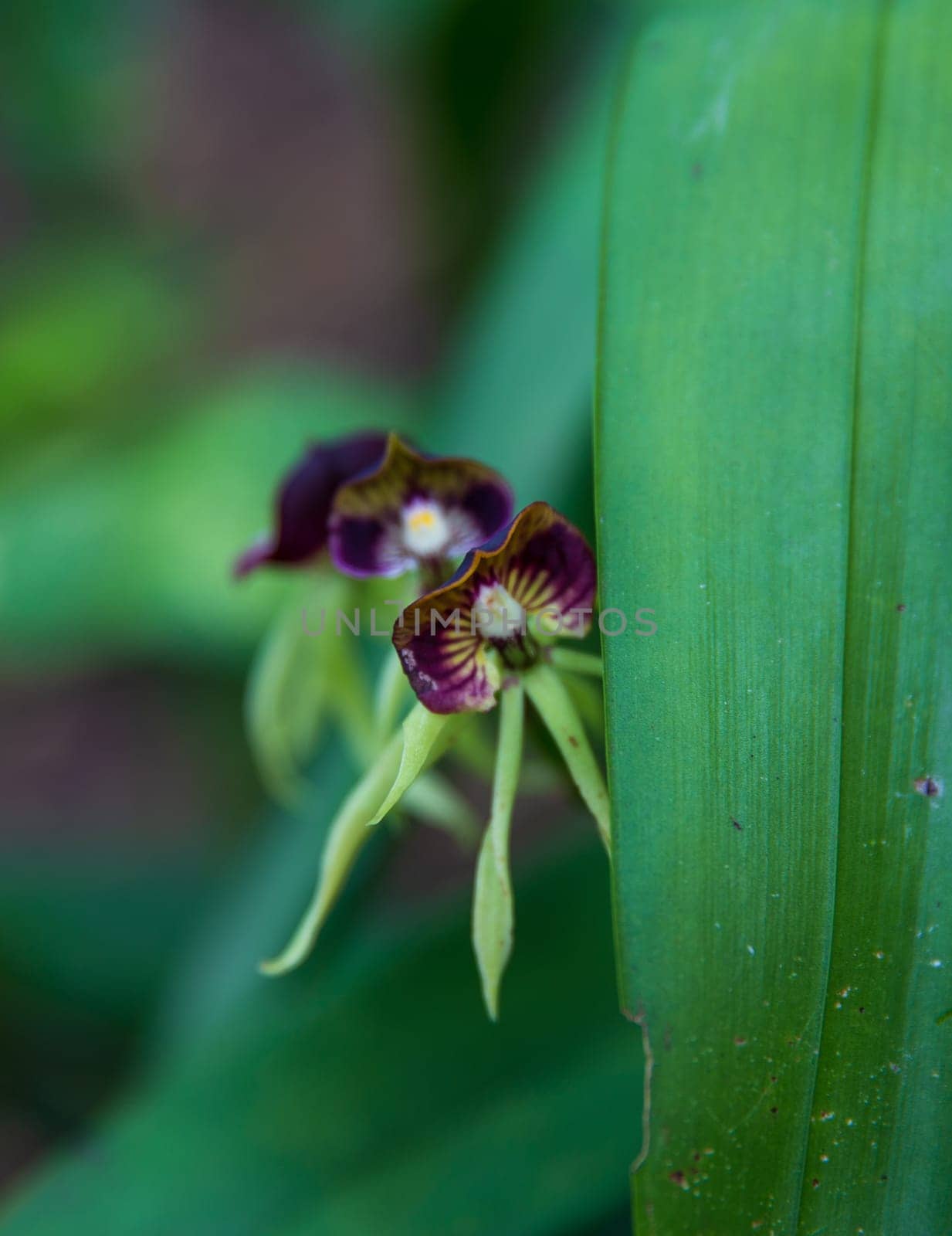A black orchid peeking from behind the leaf