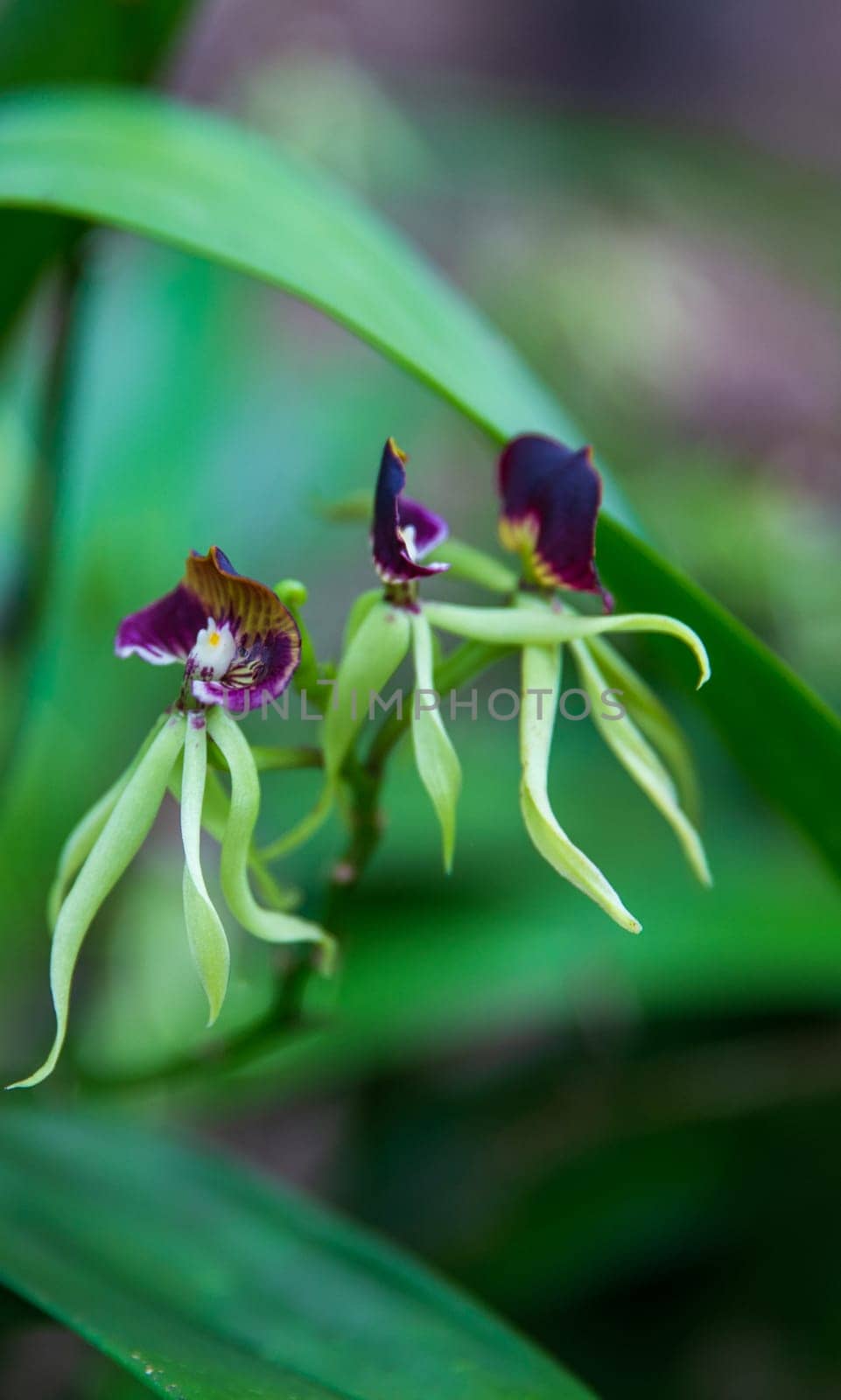 Black orchids that look like they are dancing