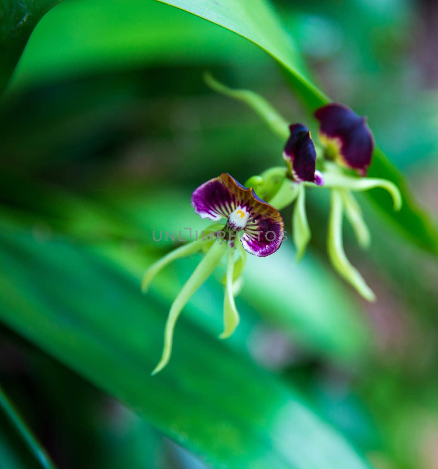 Belize National Flower called the Black Orchid