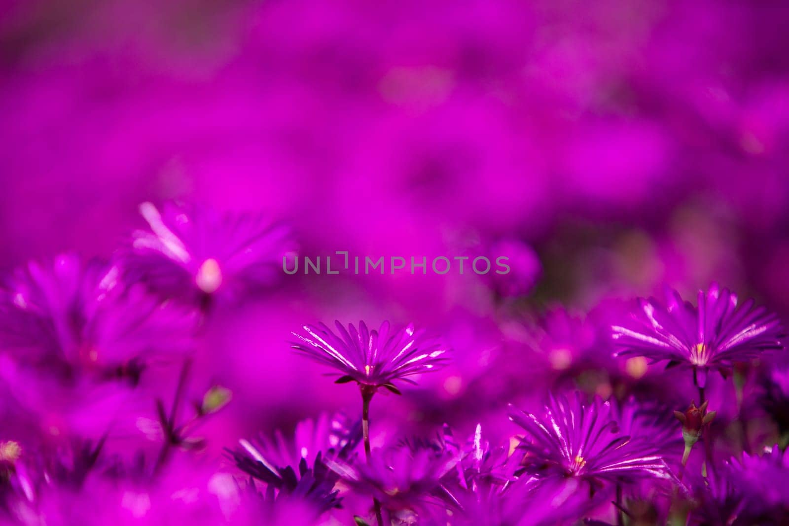 Garden of Wild Purple Flowers in nature