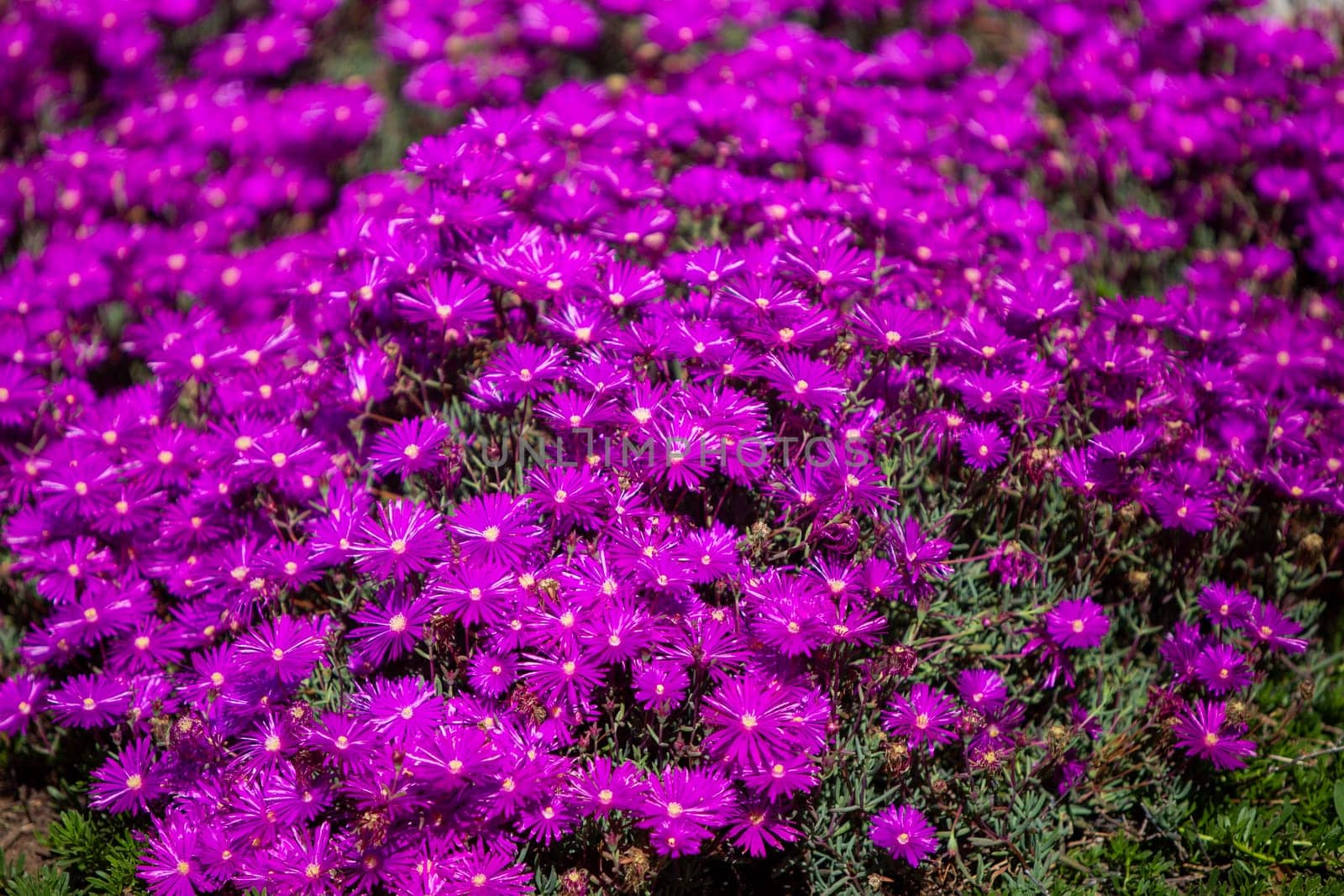 Garden of Wild Purple Flowers
