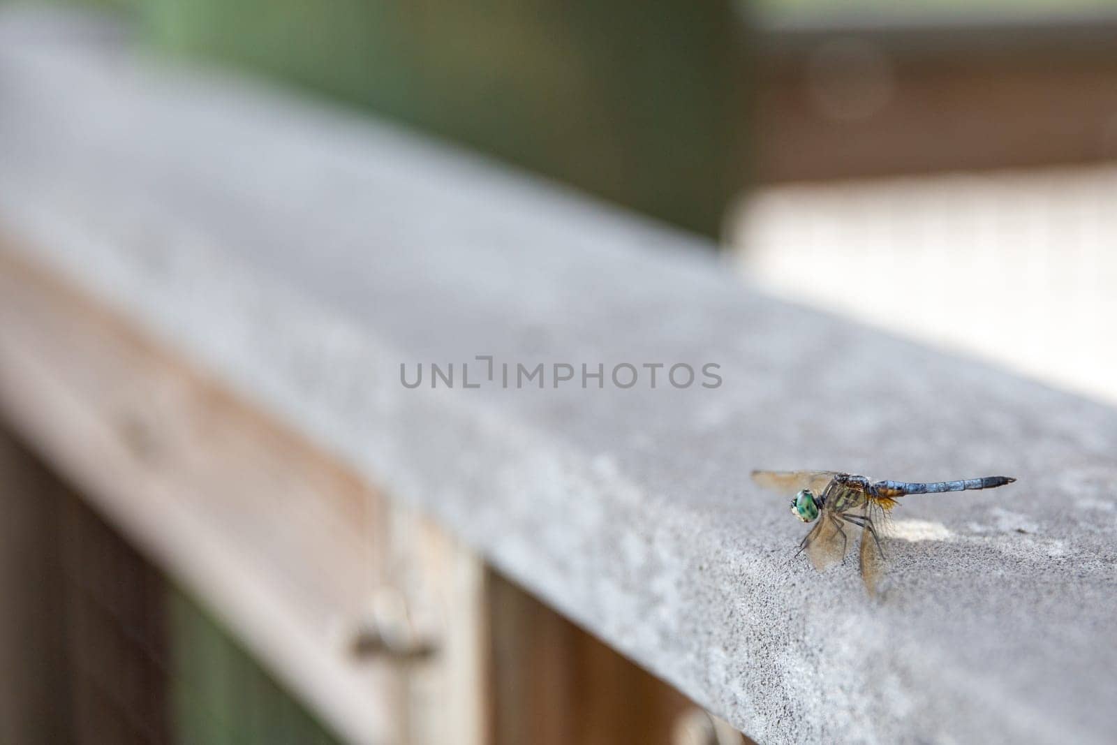 Male Blue Dasher Dragonfly in the Everglades