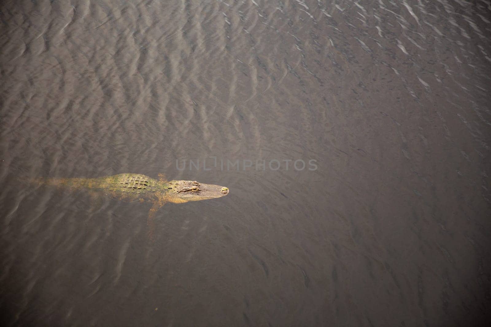 An alligator drifting in the wate in the everglades