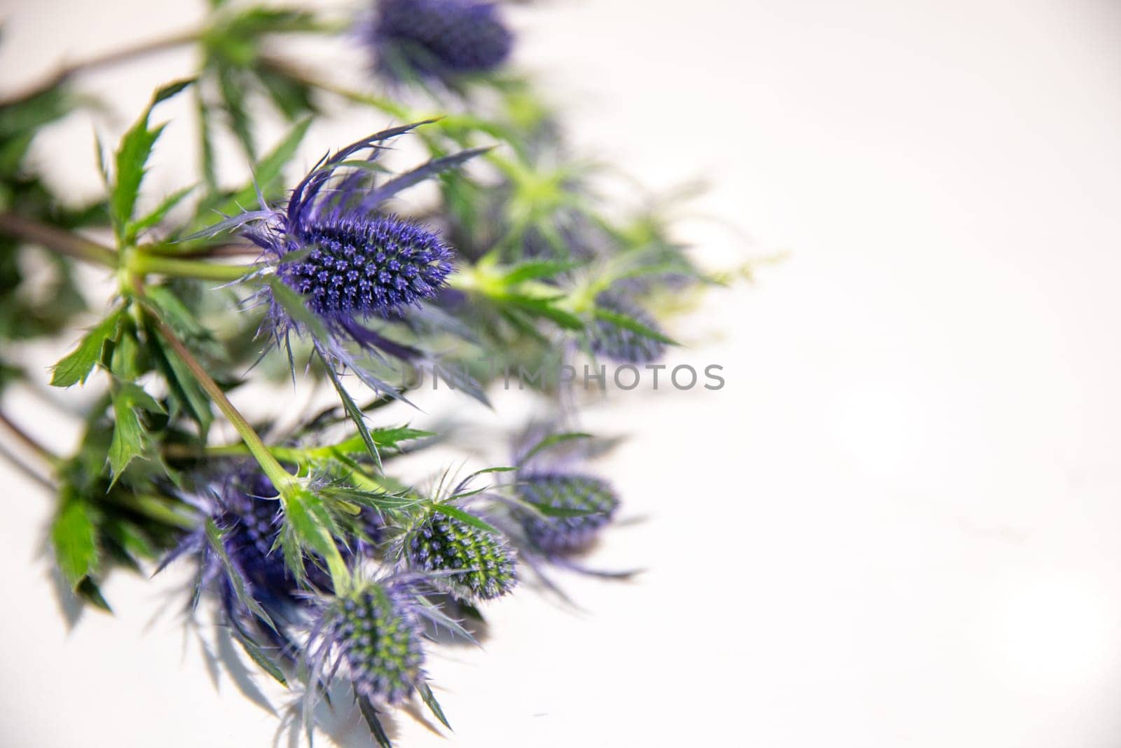 Thistle on white with copy space