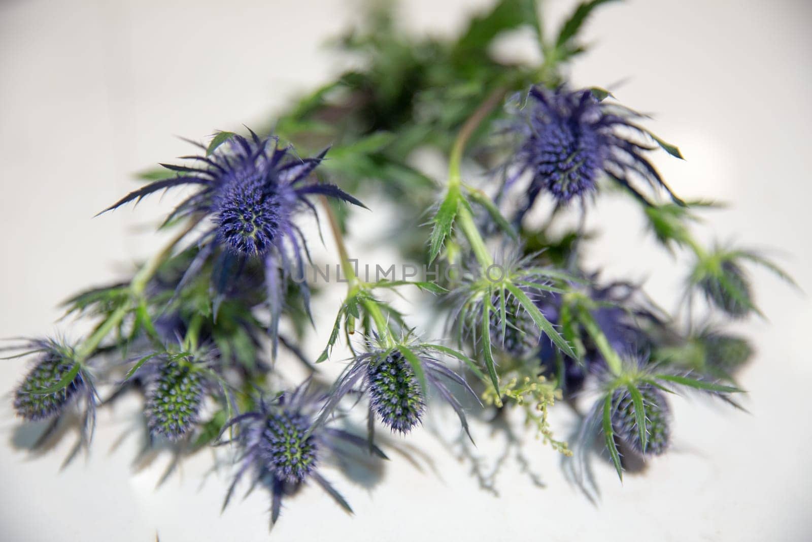 A bunch of thistles on a white surface