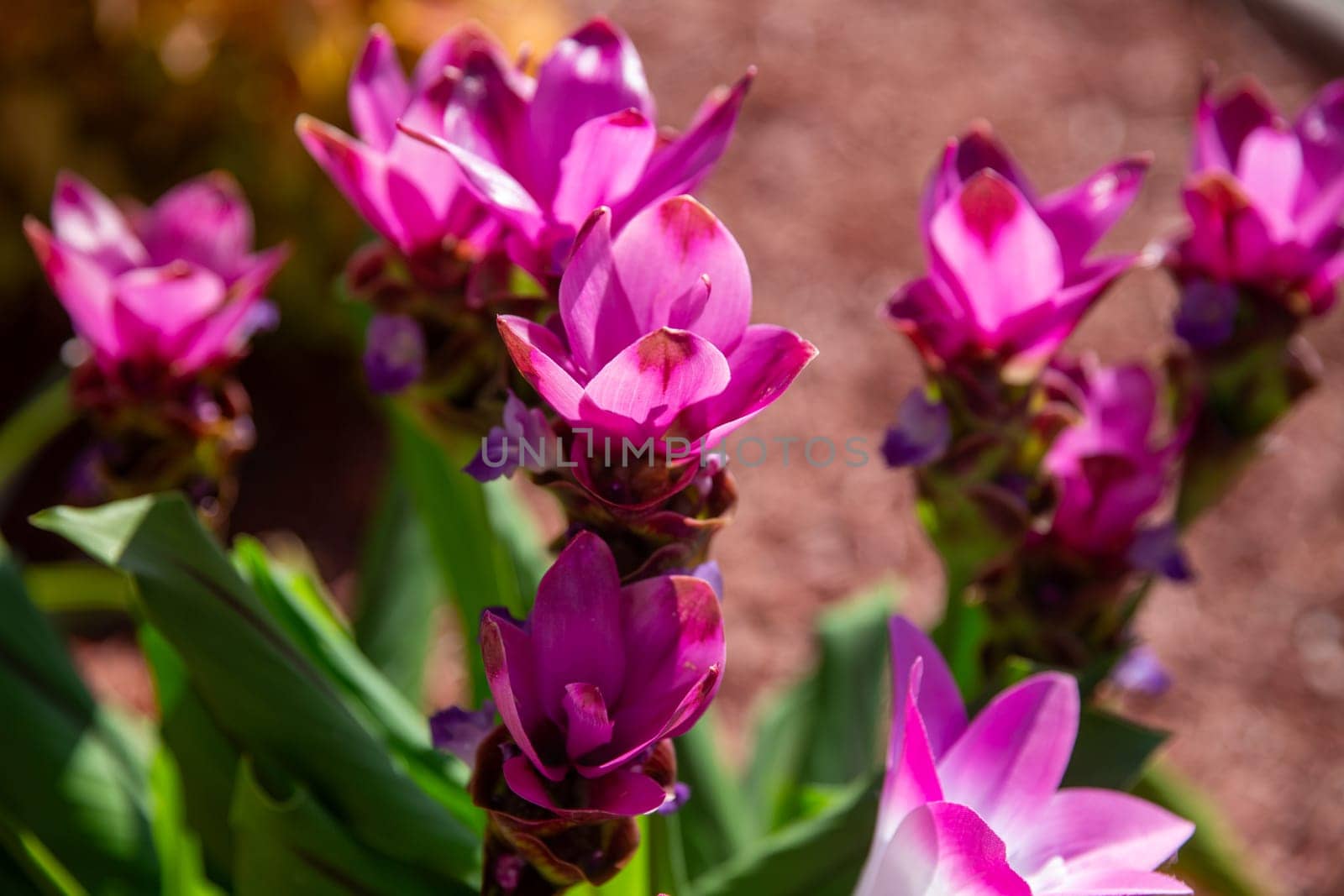 Purple or Pink Ginger booming in a garden