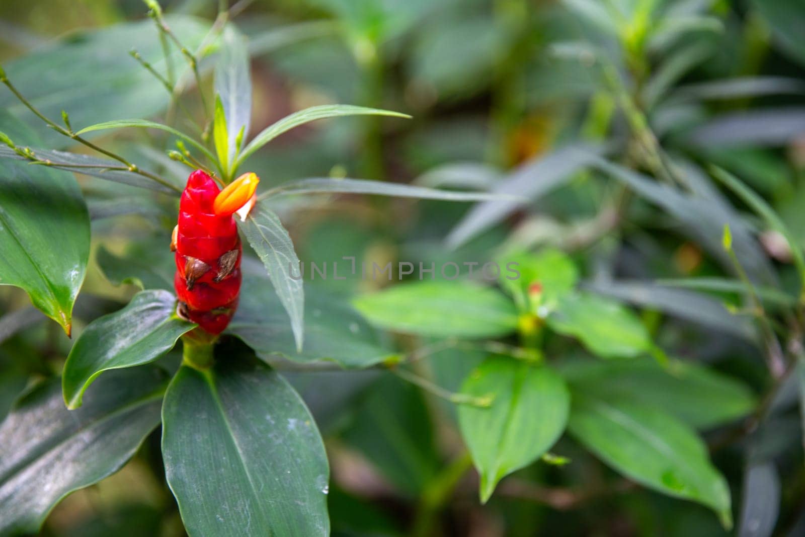 Dwarf French Kiss flower in a garden