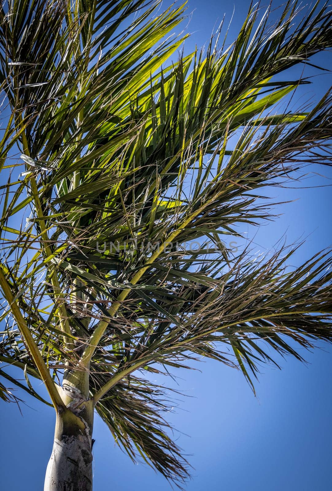 Single Palm Tree by TopCreativePhotography