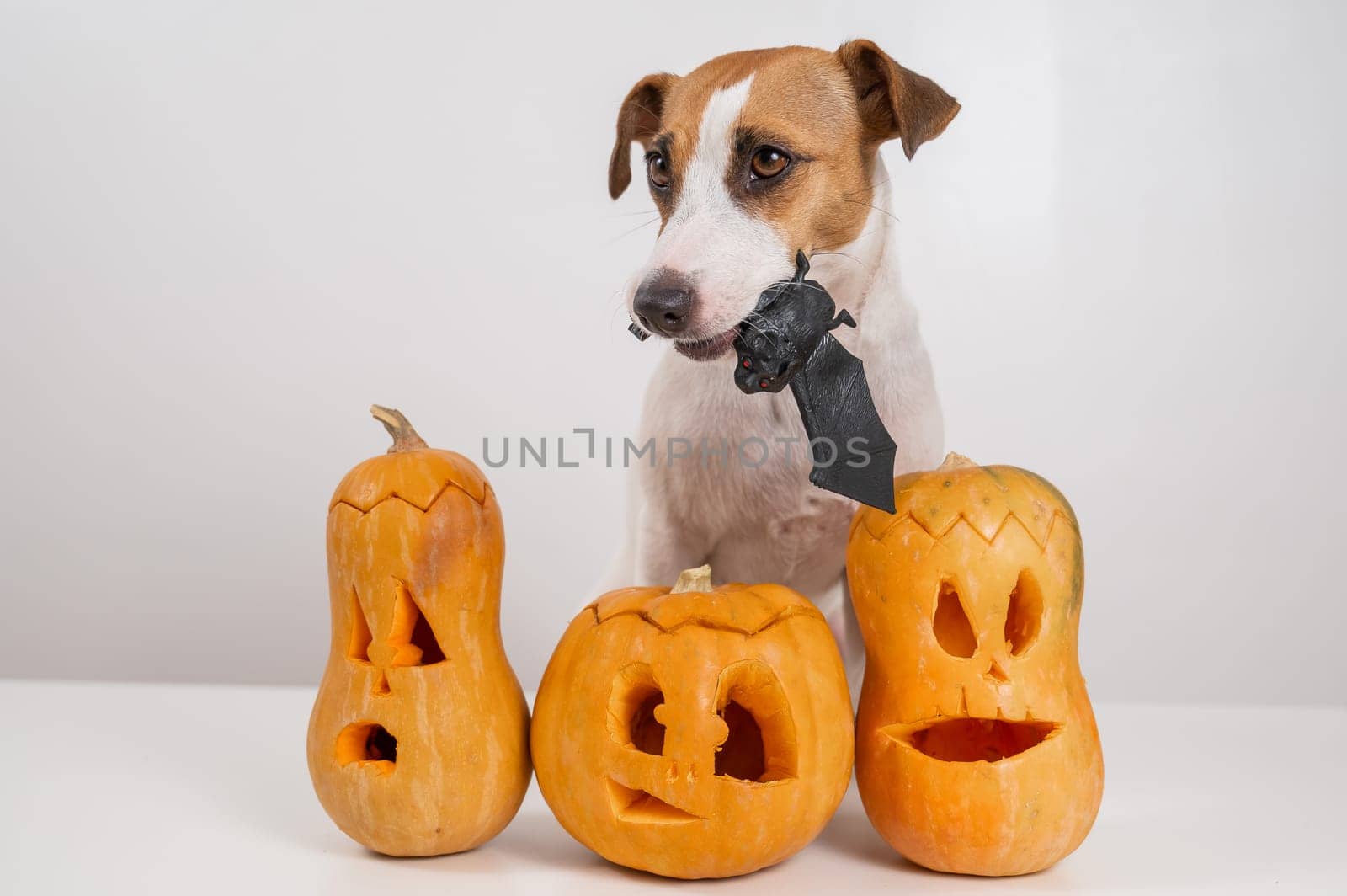 Jack Russell Terrier dog holding a bat next to three jack-o-lanterns on a white background