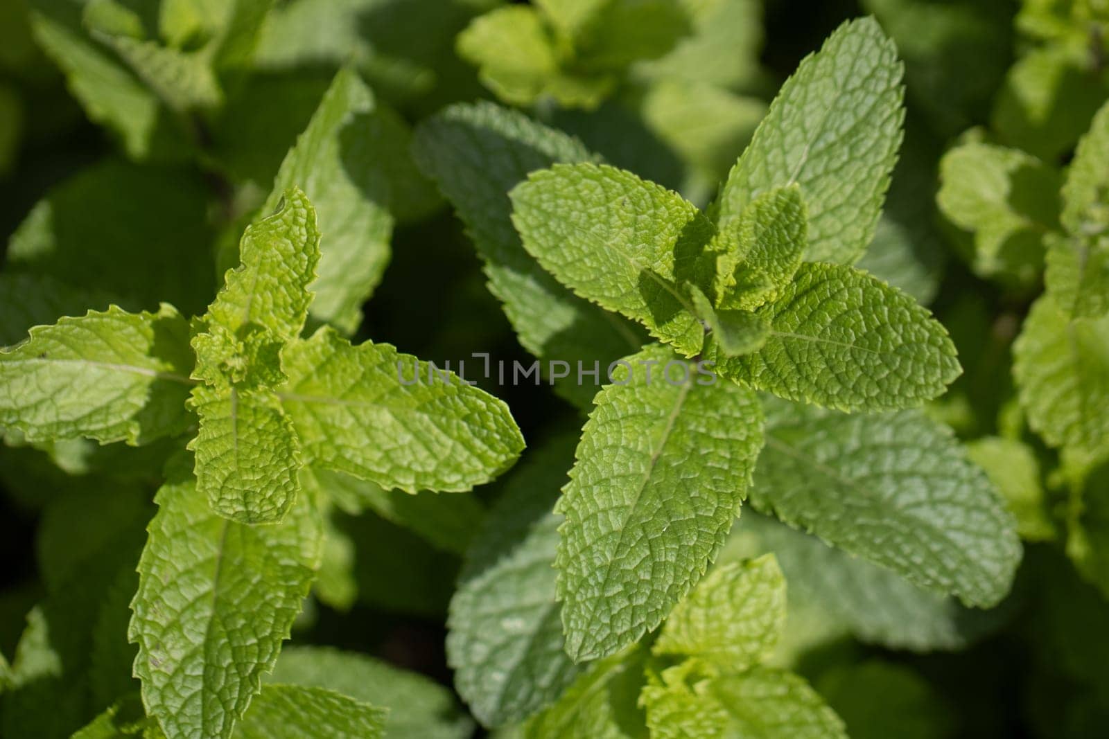 Close up of a mint bush grown in a garden